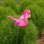 画像4: Flamingo with Open Wings Garden Stake (4)