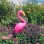 画像3: Big Flamingo Garden Stake (3)