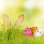 画像11: Easter Eggs【全4種】 (11)