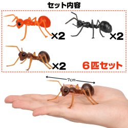 画像2: ANTS!