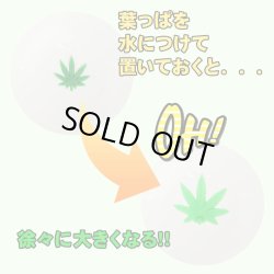 画像2: Grow Your Own Weed