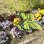 画像6: Butterfly Garden Stake【全4種】