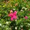画像4: Flamingo Spinner Garden Stake