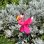 画像5: Flamingo Spinner Garden Stake