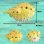 画像2: PUFFER FISH SQUIRT (2)