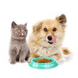 画像4: Bow Wow Meow Pet Bowl【全3種】
