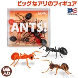 画像: ANTS!