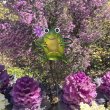 画像6: Frog Garden Stake【全2種】